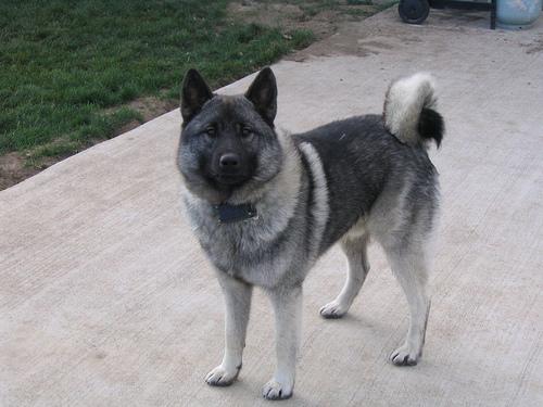 A dog image from https://images.dog.ceo/breeds/elkhound-norwegian/n02091467_442.jpg