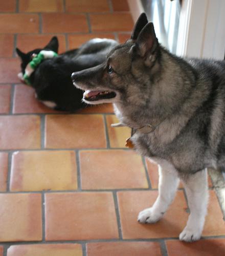 A dog image from https://images.dog.ceo/breeds/elkhound-norwegian/n02091467_4427.jpg