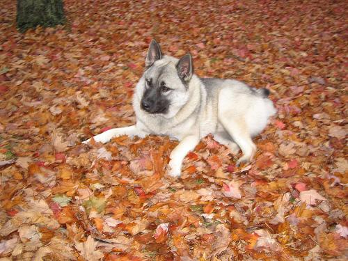 A dog image from https://images.dog.ceo/breeds/elkhound-norwegian/n02091467_4436.jpg