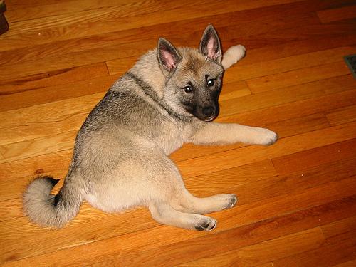 elkhound