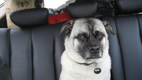 A dog image from https://images.dog.ceo/breeds/elkhound-norwegian/n02091467_473.jpg