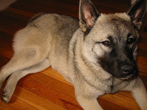 A dog image from https://images.dog.ceo/breeds/elkhound-norwegian/n02091467_481.jpg