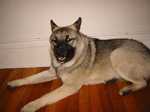 A dog image from https://images.dog.ceo/breeds/elkhound-norwegian/n02091467_488.jpg