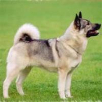 A dog image from https://images.dog.ceo/breeds/elkhound-norwegian/n02091467_4906.jpg