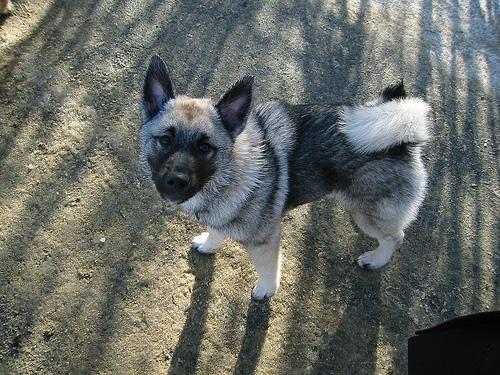 A dog image from https://images.dog.ceo/breeds/elkhound-norwegian/n02091467_5003.jpg