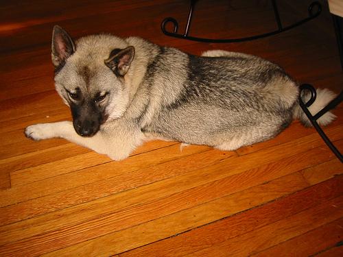 A dog image from https://images.dog.ceo/breeds/elkhound-norwegian/n02091467_5134.jpg