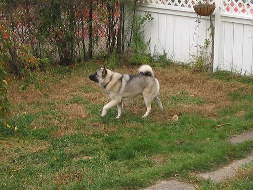 A dog image from https://images.dog.ceo/breeds/elkhound-norwegian/n02091467_5239.jpg