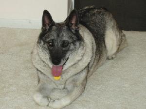 A dog image from https://images.dog.ceo/breeds/elkhound-norwegian/n02091467_5367.jpg