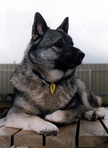 A dog image from https://images.dog.ceo/breeds/elkhound-norwegian/n02091467_5755.jpg