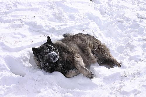 A dog image from https://images.dog.ceo/breeds/elkhound-norwegian/n02091467_6670.jpg