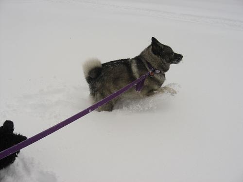 A dog image from https://images.dog.ceo/breeds/elkhound-norwegian/n02091467_6680.jpg