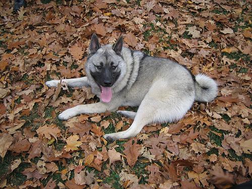 A dog image from https://images.dog.ceo/breeds/elkhound-norwegian/n02091467_6726.jpg