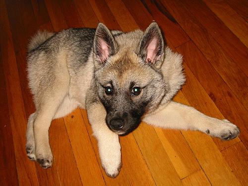 A dog image from https://images.dog.ceo/breeds/elkhound-norwegian/n02091467_6920.jpg