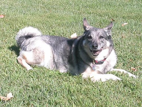 A dog image from https://images.dog.ceo/breeds/elkhound-norwegian/n02091467_6962.jpg