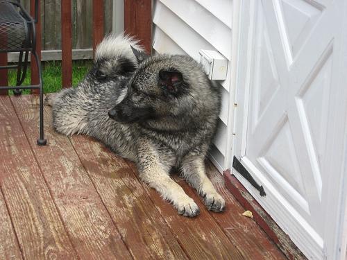 A dog image from https://images.dog.ceo/breeds/elkhound-norwegian/n02091467_7068.jpg