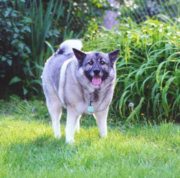 A dog image from https://images.dog.ceo/breeds/elkhound-norwegian/n02091467_7151.jpg