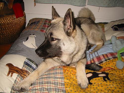 A dog image from https://images.dog.ceo/breeds/elkhound-norwegian/n02091467_73.jpg