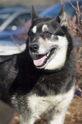 A dog image from https://images.dog.ceo/breeds/elkhound-norwegian/n02091467_7315.jpg