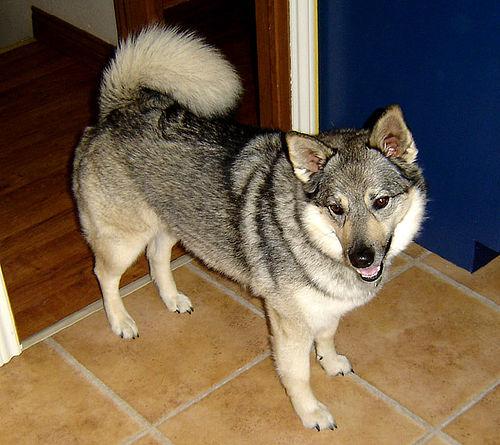 A dog image from https://images.dog.ceo/breeds/elkhound-norwegian/n02091467_7405.jpg