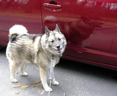 A dog image from https://images.dog.ceo/breeds/elkhound-norwegian/n02091467_7407.jpg