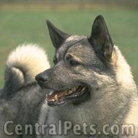 A dog image from https://images.dog.ceo/breeds/elkhound-norwegian/n02091467_7432.jpg