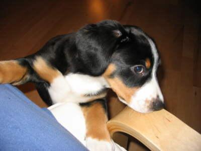 A dog image from https://images.dog.ceo/breeds/entlebucher/n02108000_1044.jpg