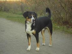 A dog image from https://images.dog.ceo/breeds/entlebucher/n02108000_1167.jpg