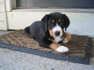 A dog image from https://images.dog.ceo/breeds/entlebucher/n02108000_1172.jpg