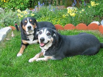 A dog image from https://images.dog.ceo/breeds/entlebucher/n02108000_1194.jpg