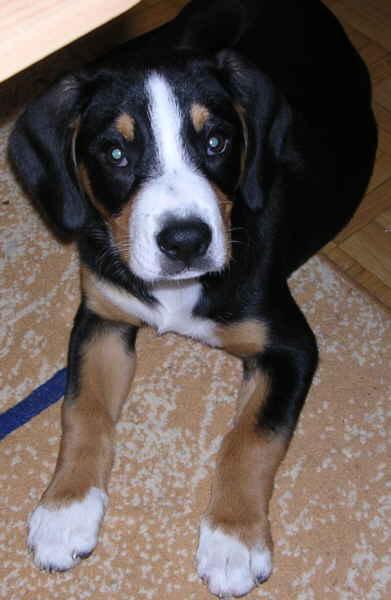 A dog image from https://images.dog.ceo/breeds/entlebucher/n02108000_1195.jpg