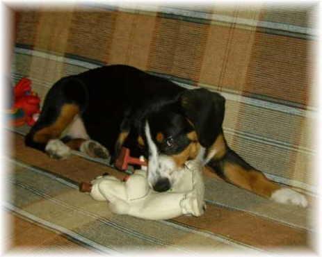 A dog image from https://images.dog.ceo/breeds/entlebucher/n02108000_121.jpg