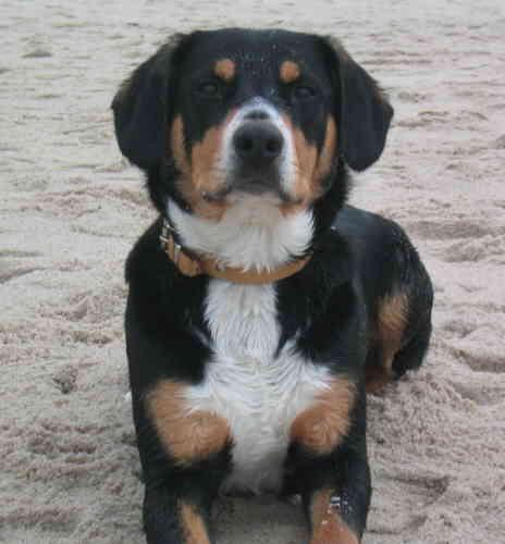 A dog image from https://images.dog.ceo/breeds/entlebucher/n02108000_1274.jpg