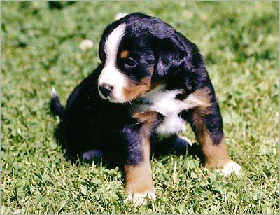 A dog image from https://images.dog.ceo/breeds/entlebucher/n02108000_1291.jpg