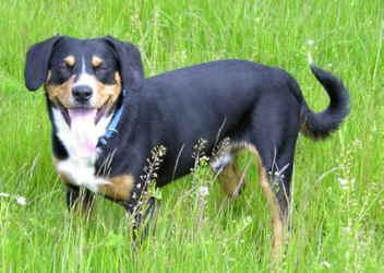 A dog image from https://images.dog.ceo/breeds/entlebucher/n02108000_1343.jpg