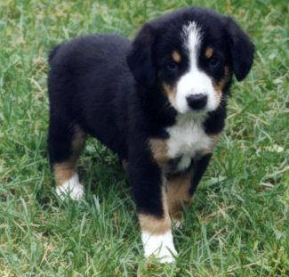 A dog image from https://images.dog.ceo/breeds/entlebucher/n02108000_1468.jpg