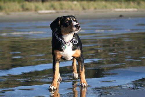 A dog image from https://images.dog.ceo/breeds/entlebucher/n02108000_1482.jpg