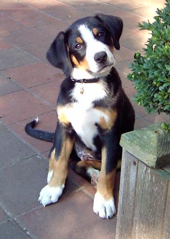 A dog image from https://images.dog.ceo/breeds/entlebucher/n02108000_1512.jpg