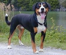 A dog image from https://images.dog.ceo/breeds/entlebucher/n02108000_1516.jpg