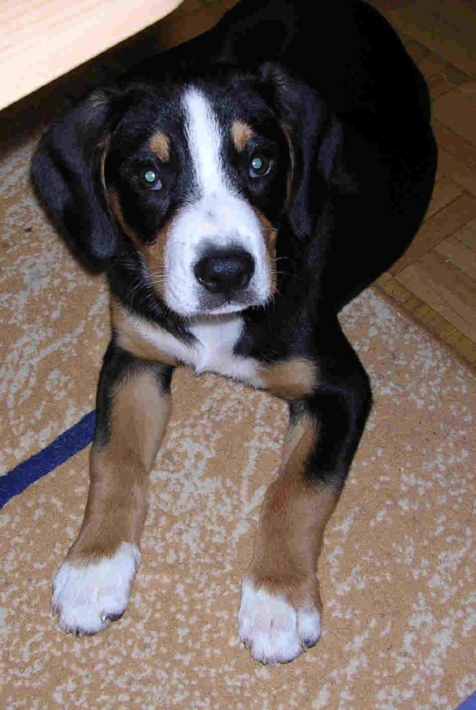 A dog image from https://images.dog.ceo/breeds/entlebucher/n02108000_1576.jpg