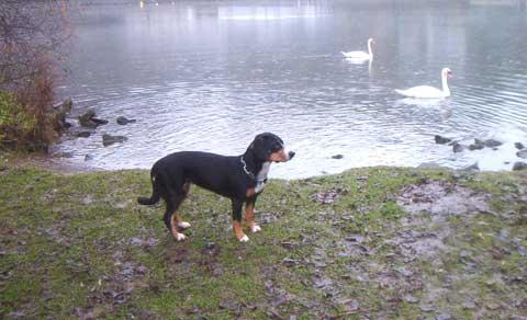 A dog image from https://images.dog.ceo/breeds/entlebucher/n02108000_1600.jpg