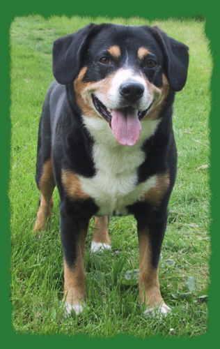 A dog image from https://images.dog.ceo/breeds/entlebucher/n02108000_1625.jpg