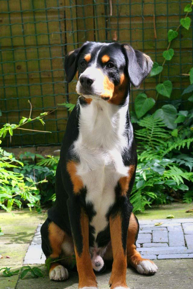 entlebucher