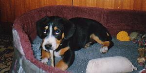 A dog image from https://images.dog.ceo/breeds/entlebucher/n02108000_1757.jpg