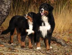 A dog image from https://images.dog.ceo/breeds/entlebucher/n02108000_1844.jpg