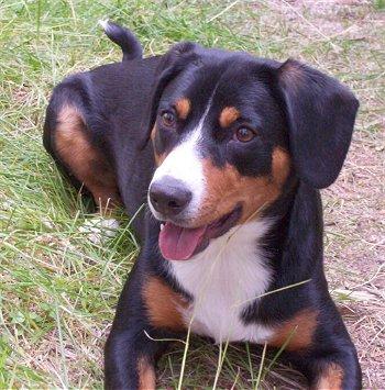 entlebucher