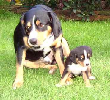 A dog image from https://images.dog.ceo/breeds/entlebucher/n02108000_1891.jpg