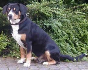 A dog image from https://images.dog.ceo/breeds/entlebucher/n02108000_1901.jpg