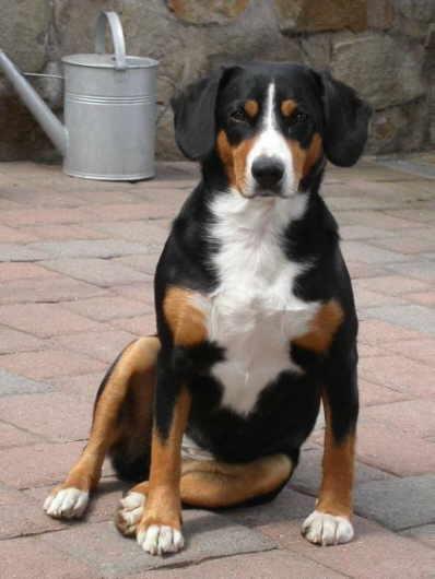 A dog image from https://images.dog.ceo/breeds/entlebucher/n02108000_202.jpg