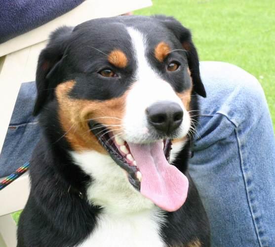 A dog image from https://images.dog.ceo/breeds/entlebucher/n02108000_2065.jpg