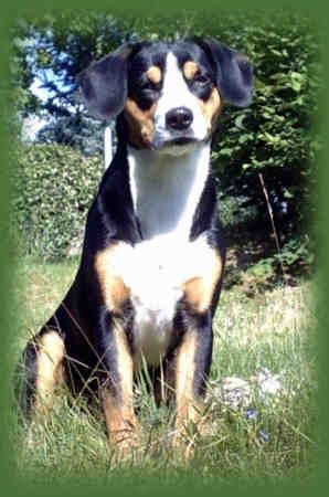 entlebucher